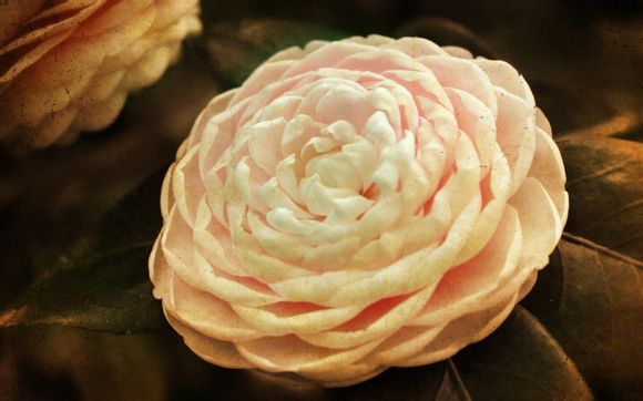 王者 兵线 多少钱