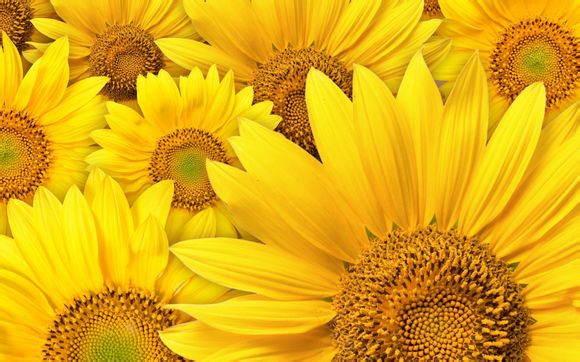 lol如何打到钻石