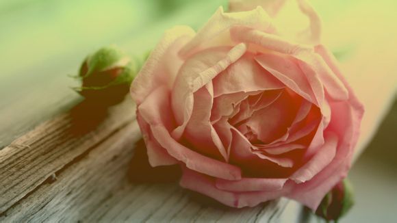 梦幻西游抓鬼眼是什么