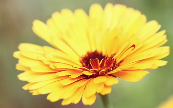 梦幻西游玛瑙多少合适