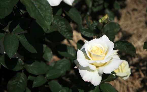 梦幻西游什么游戏