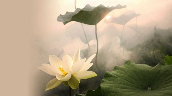 lol中国有哪些队伍